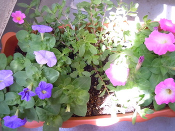 DSCN1084
