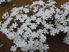 DSCN0955