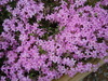 DSCN0956