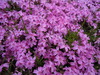 DSCN0950