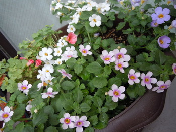 DSCN1054