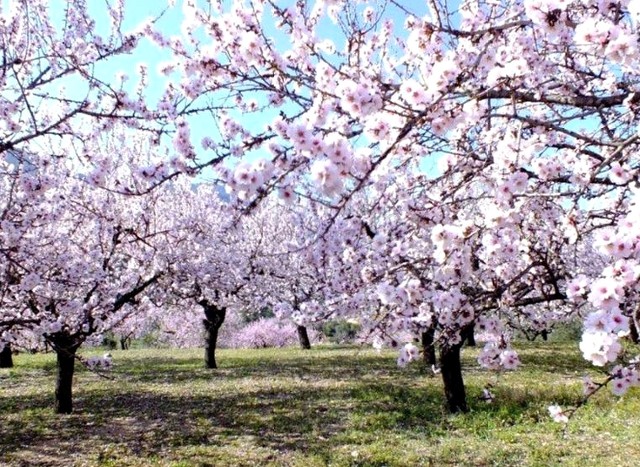 Almond-tree2