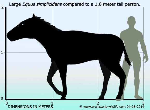 equus-simplicidens-size
