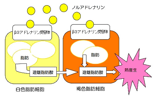 lipose_cell