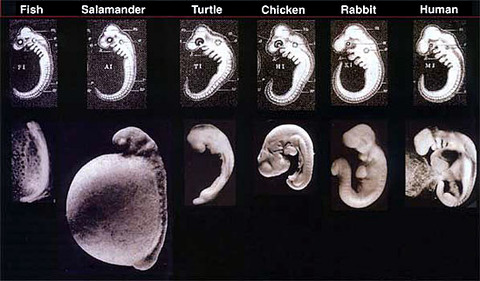 Haeckel_fraud