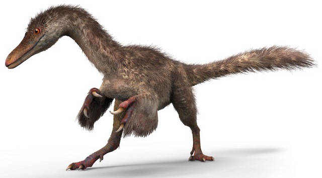 maniraptora
