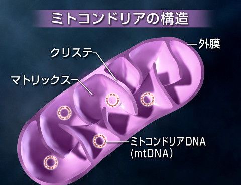 mitochondria_img_1-2_zoom