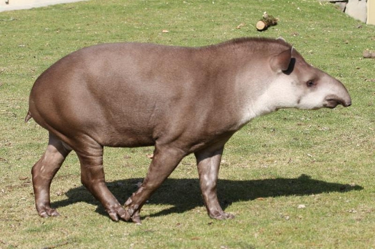 Tapirus terrestris