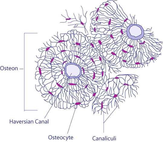 Transverse_Section_Of_Bone