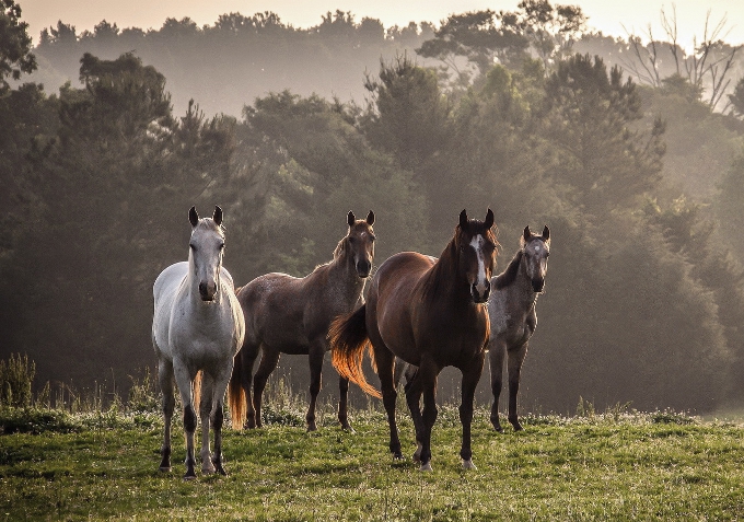 4151623-horse