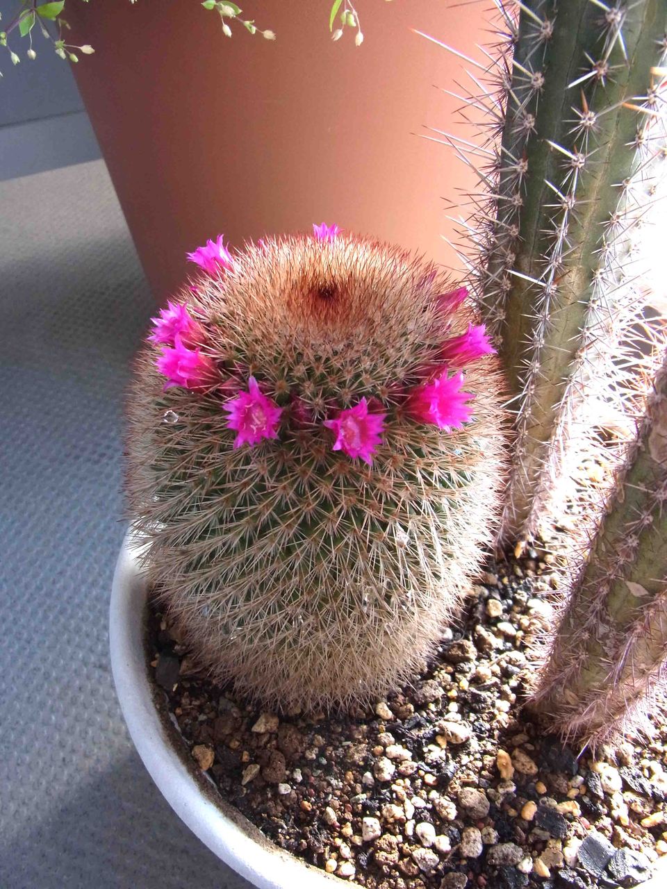 冬のサボテン 花 海生研 盆栽部