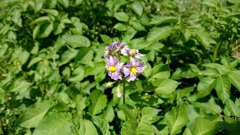 ジャガイモの花