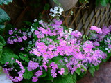 さくら草