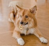 “犬”Dog