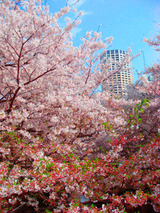 sakura2011_05