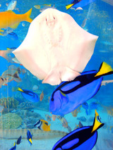 45thsonyaquarium