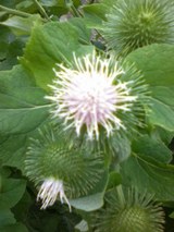 畑の花