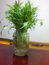 みず菜