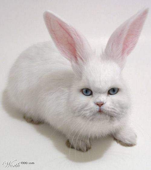 うさぎ