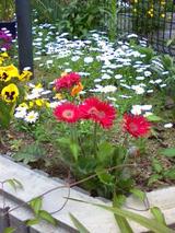 うちの花壇