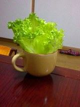 レタス