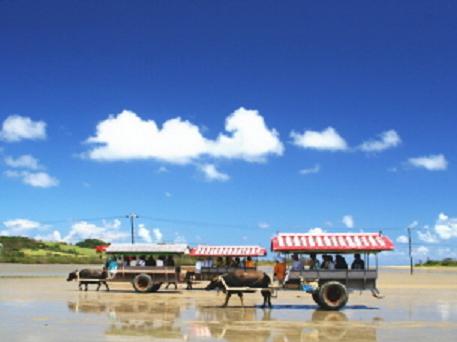 由布島水牛車
