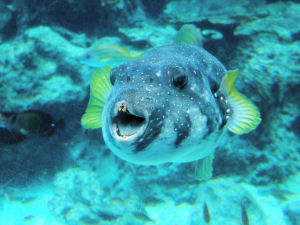 熱帯魚 3