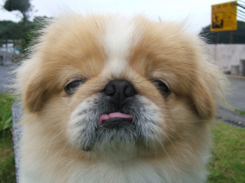 wannko