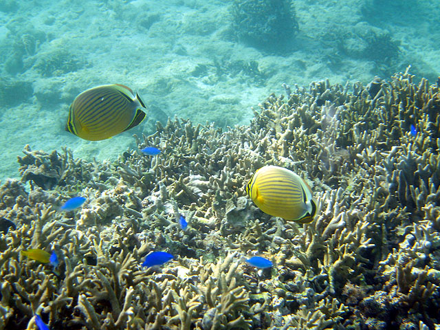 熱帯魚