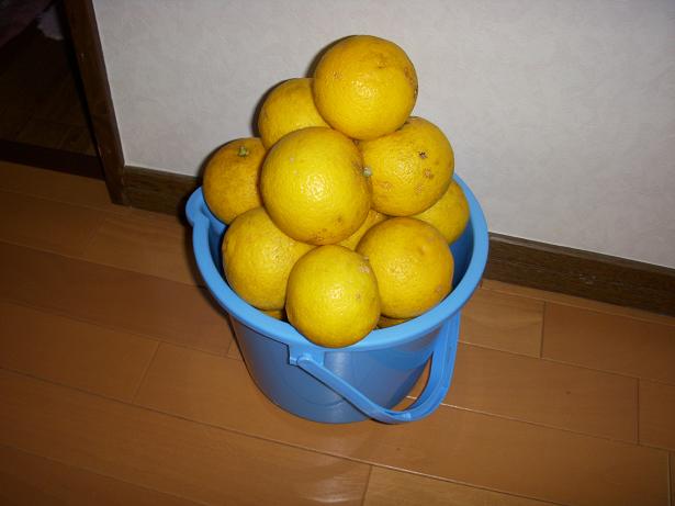 かぼす