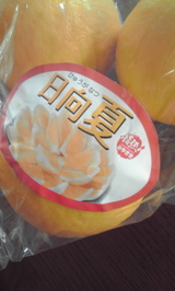 日向夏その1