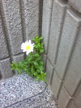 ノースボール