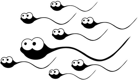 20121004sperm