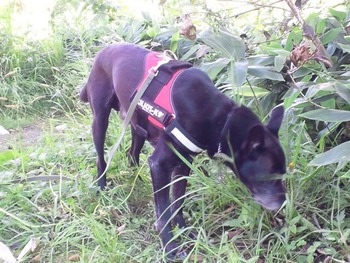 2012-09-07 14:03:50 写真1