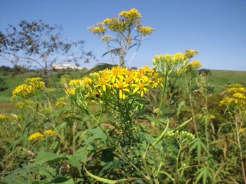 2012-09-07 14:05:52 写真1