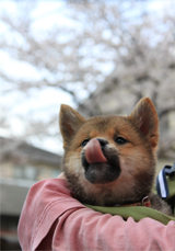 さくら