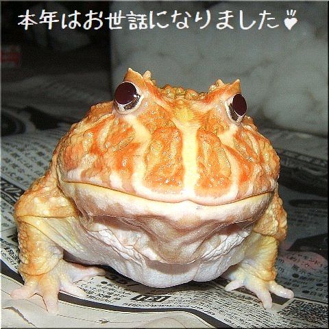 本年はお世話になりました(1)