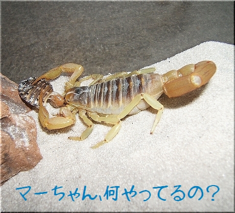 マーちゃんはお食事中(1)