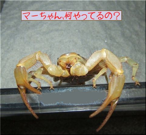 なぞなぞマーちゃん(1)