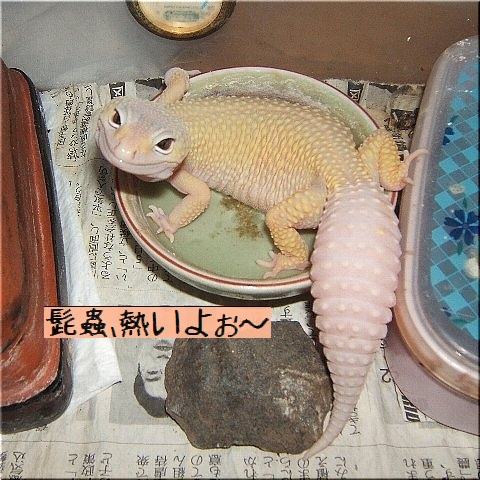 暑いぞぉ〜(1)
