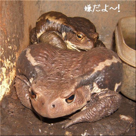 体重測定(1)