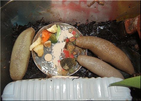 ぬめぬめ3兄弟(1)