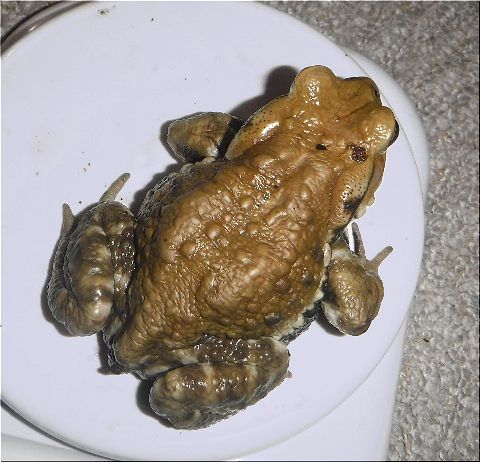 珍客(8)