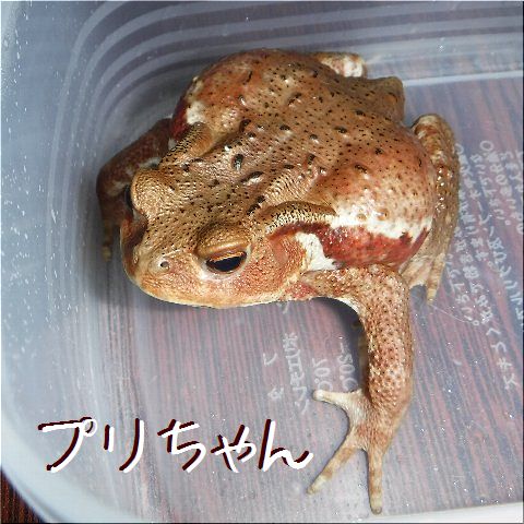 ¥×¥ê¤Á¤ã¤ó¡Ê01¡Ë