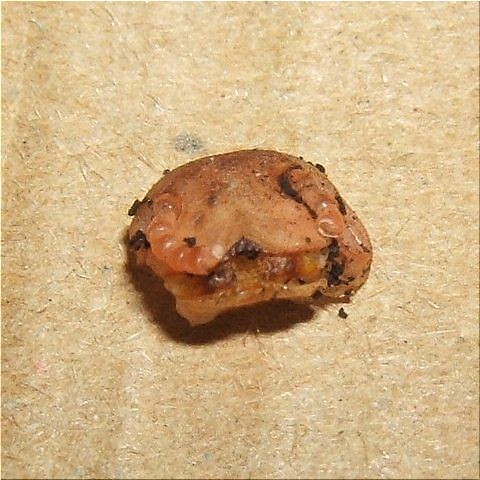 レッドレッグの脱皮(1)