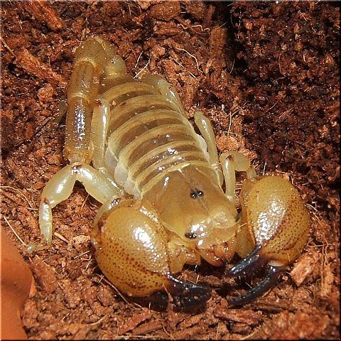 チャコちゃんの給餌(1)