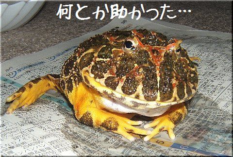 何とか助かった・・・