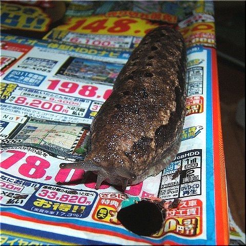ライちゃん登場(1)