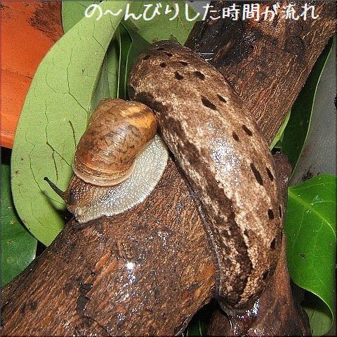 ヤマナメクジの生活(1)