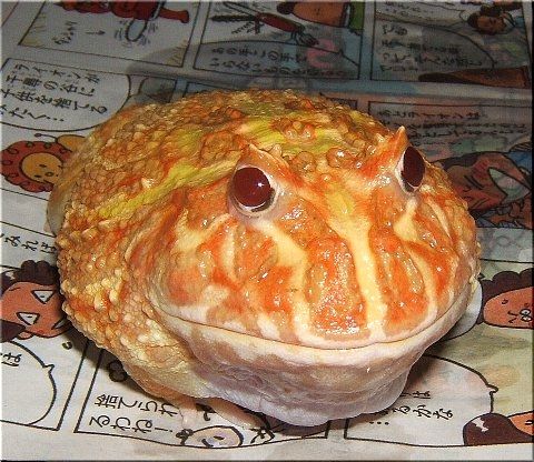 暑いですねぇ(1)